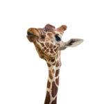 Angolan Giraffe